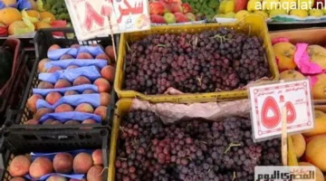 أسعار الفاكهة في مطروح السبت: الفراولة بـ30 جنيهاً